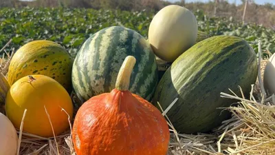 "Канталупа", "Пьель де Сапо", испанские дыни, голландские дыни, Кызылорда, фото - Новости Zakon.kz от 22.09.2025 14:50