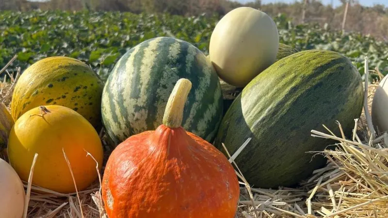 Почему кызылординские дыни самые сладкие: бахчеводы поделились секретами выращивания