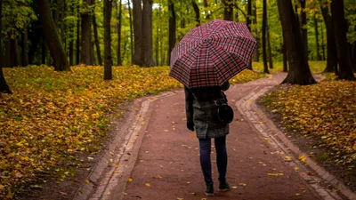 осень, девушка, зонтик, деревья, желтые листья, парк, фото - Новости Zakon.kz от 22.09.2025 17:29