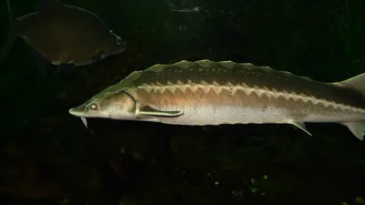 ценные виды рыб, фото - Новости Zakon.kz от 22.09.2025 11:37