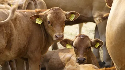 жители ВКО обвиняют предприятие в гибели скота, фото - Новости Zakon.kz от 22.09.2025 22:33