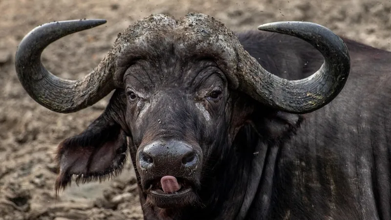 Буйвол ворвался в азербайджанскую кондитерскую