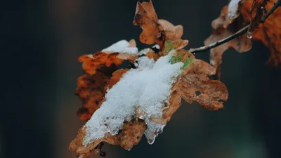 снег, желтый лист, осень, фото - Новости Zakon.kz от 23.09.2025 16:51