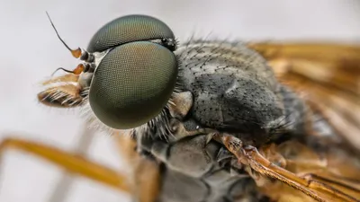 мухи, укусы, интересное, фото - Новости Zakon.kz от 23.09.2025 12:54