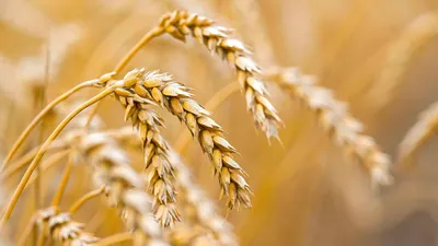Зерно, пшеница, посев, сельское хозяйство, сельхозтехника, комбайнеры, сельскохозяйственная техника, сбор зерна, урожай, фото - Новости Zakon.kz от 25.09.2025 18:07