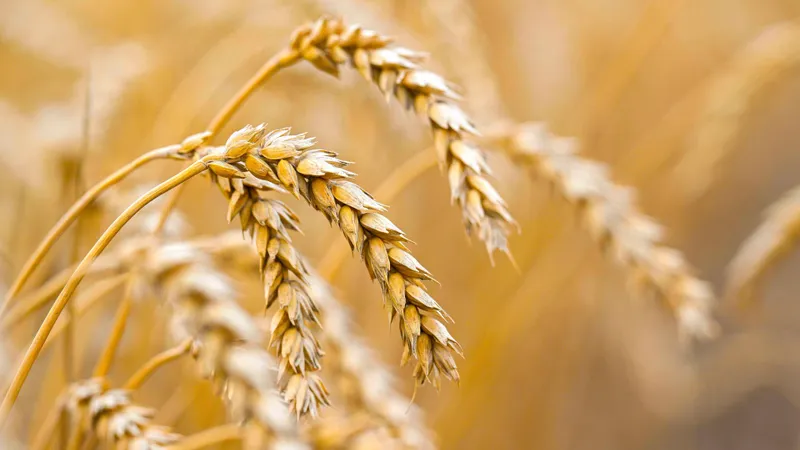 Взрывной рост: Казахстан вышел на второе место по экспорту твердой пшеницы в Евросоюз