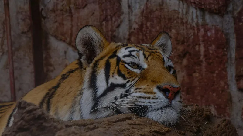 Дрессировщика из знаменитого фильма насмерть растерзал тигр