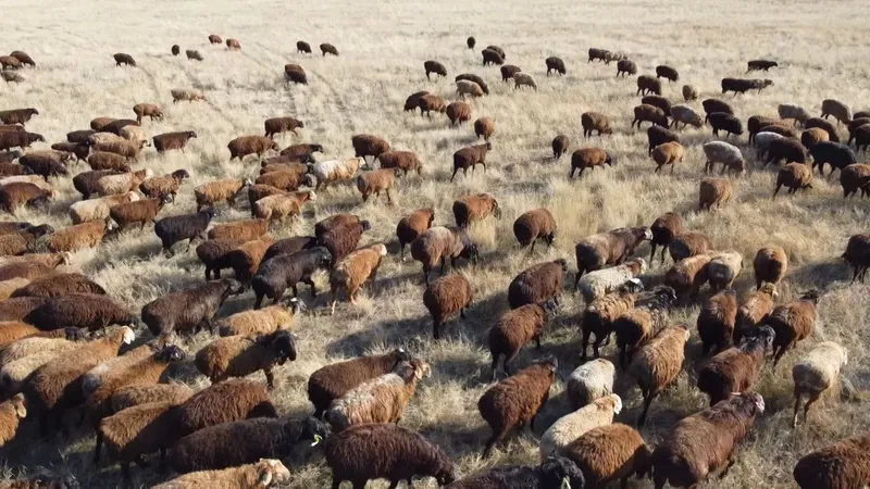 Развитие животноводства в сердце области Ұлытау