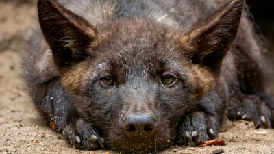 Пожар в зоопарке Новосибирска, фото - Новости Zakon.kz от 24.09.2025 05:15