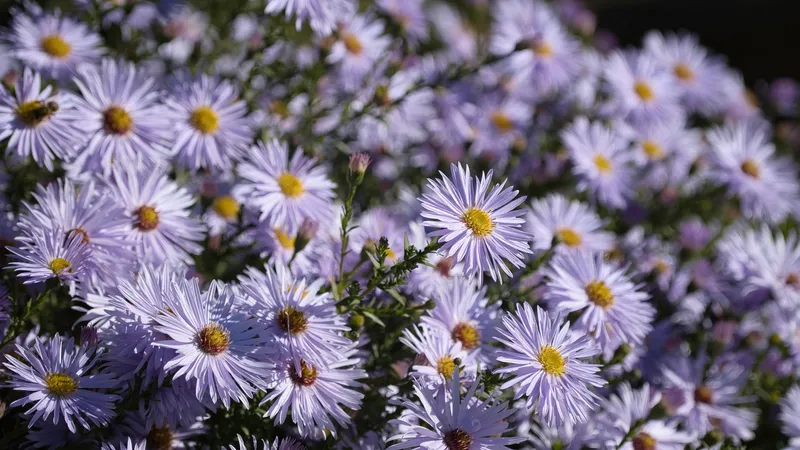 "Звезда любви и прощания" расцвела в Алматы: что о ней известно