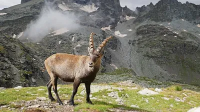 горный козел в горах на лужайке, фото - Новости Zakon.kz от 24.09.2025 14:19