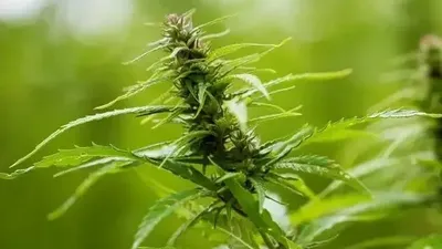 Растение каннабис, конопля, фото - Новости Zakon.kz от 24.09.2025 12:15