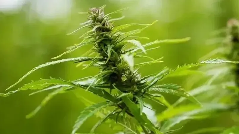 Какие сорта конопли разрешили культивировать в Казахстане