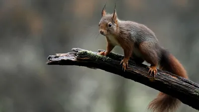 белка атакует американцев во время прогулки, фото - Новости Zakon.kz от 25.09.2025 00:24