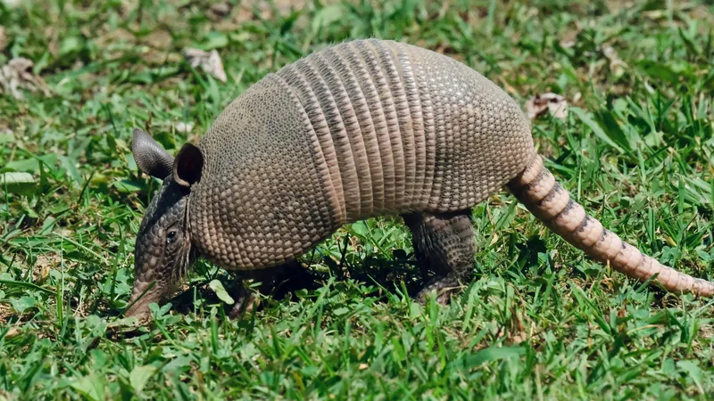 Чемпион по лени и VIP-норы: необычный зверек обитает в зоопарке Шымкента