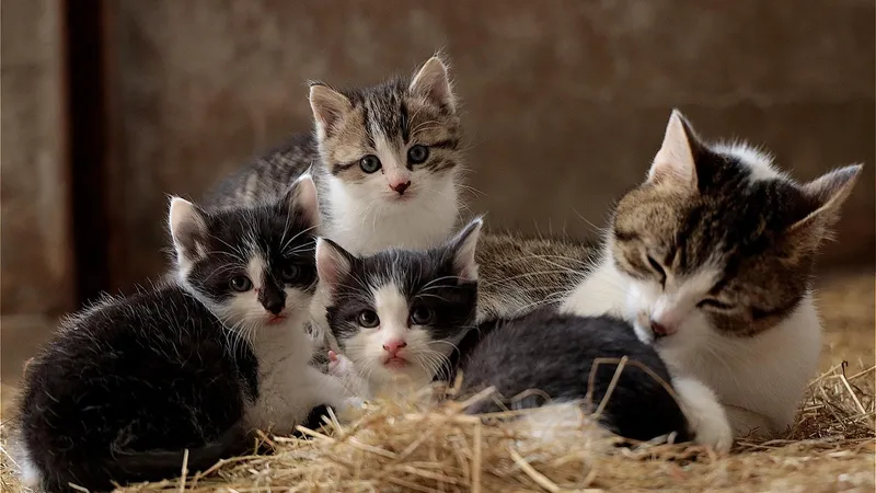 Дикая колония кошек постепенно захватывает школу в Великобритании