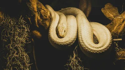 Артамон Змеевик, 25 сентября, праздник, змеи, запреты, фото - Новости Zakon.kz от 24.09.2025 14:13