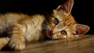 , фото - Новости Zakon.kz от 03.10.2025 09:52