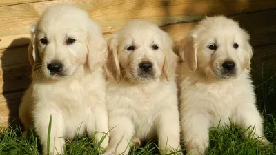 Бренд Tamburins представил коллекцию Puppy, фото - Новости Zakon.kz от 26.09.2025 08:44
