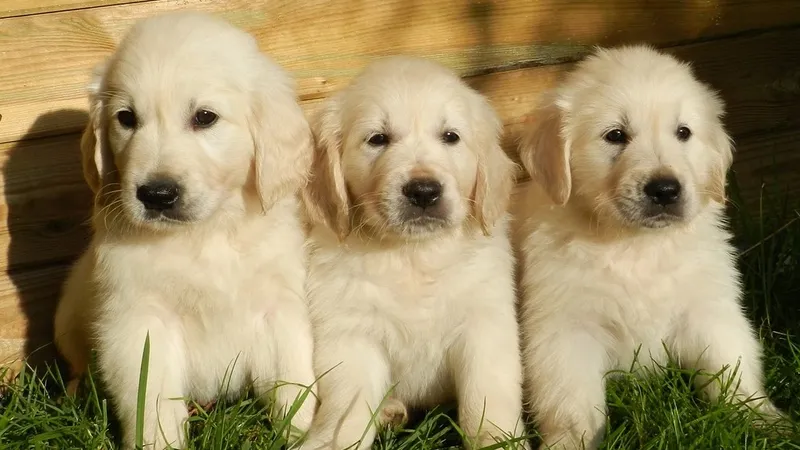 Бренд духов выпустил "щенячий аромат"