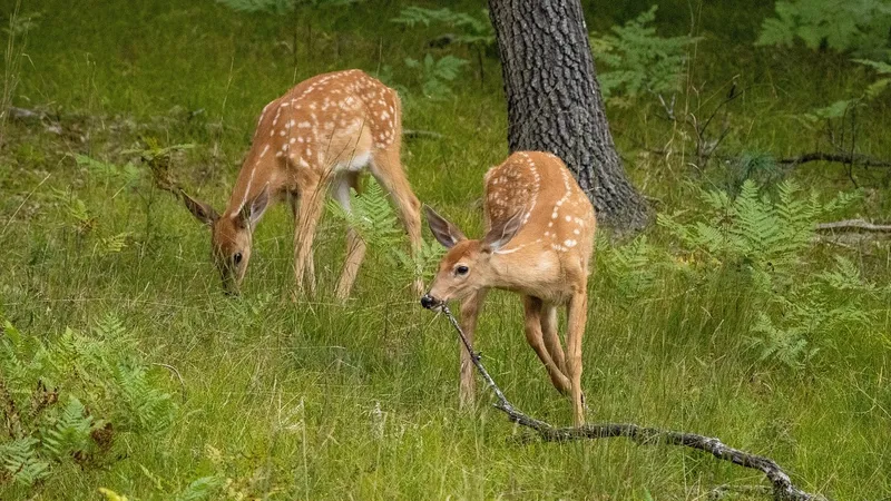 Установлены размеры возмещения вреда, причиненного животным и птицам