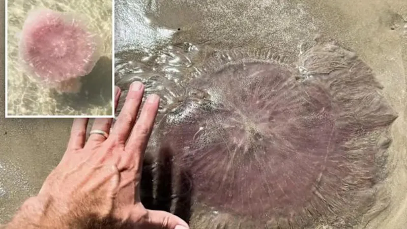 На берег США выбрасывает новый вид медуз с 20-метровыми щупальцами