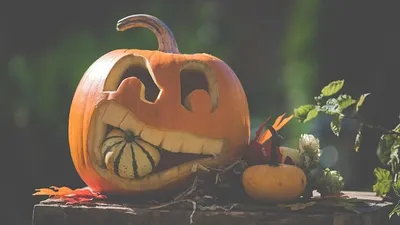 тыквы на пне, фото - Новости Zakon.kz от 26.09.2025 11:01