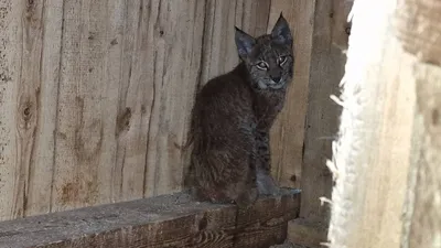 рысь, фото - Новости Zakon.kz от 27.09.2025 17:58