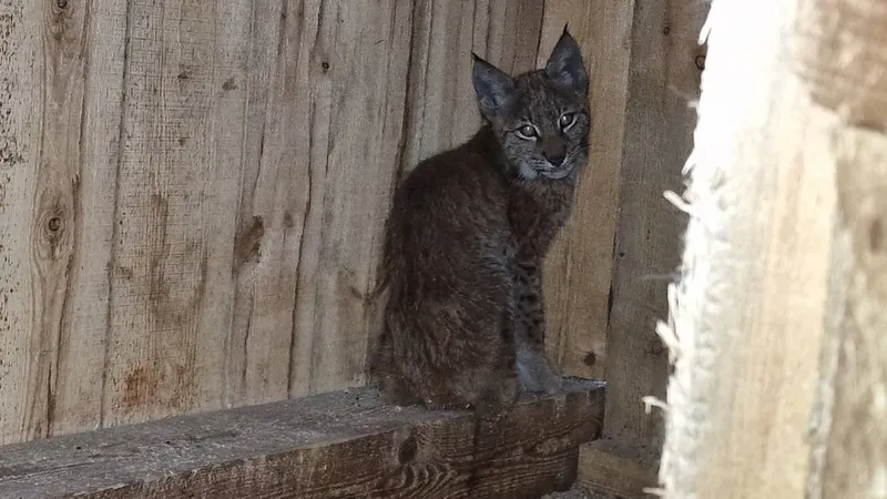 Дикую рысь поймали во дворе частного дома в Акмолинской области