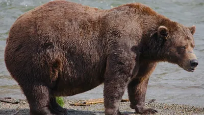 Конкурс на самого толстого медведя Аляски, фото - Новости Zakon.kz от 28.09.2025 05:15