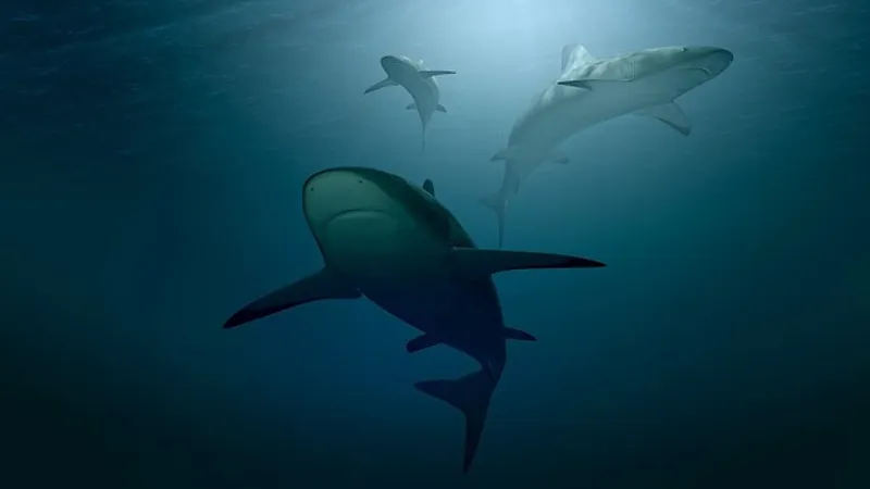 Подводное плавание для туриста в Коста-Рике обернулось нападением акулы