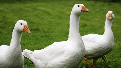 В СКО гибнет домашняя птица, фото - Новости Zakon.kz от 30.09.2025 03:50