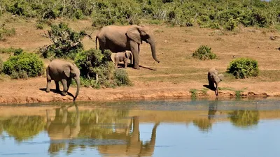 Туристы пострадали от слонихи в Ботсване, фото - Новости Zakon.kz от 30.09.2025 03:15