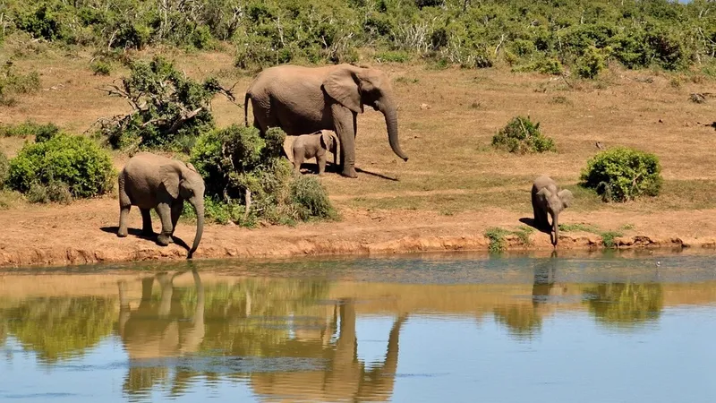 Слониха набросилась на туристов, защищая слонят