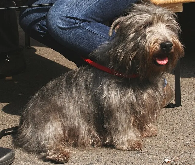 глен оф имаал терьер, фото - Новости Zakon.kz от 30.09.2025 11:44