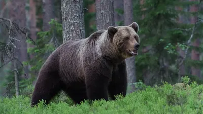Бурый медведь, лес , фото - Новости Zakon.kz от 30.09.2025 17:22