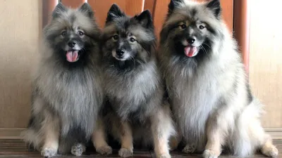 немецкий шпиц, фото - Новости Zakon.kz от 30.09.2025 11:44