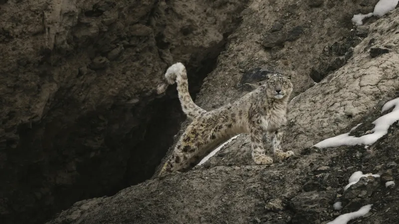 Барсов стало больше в Казахстане