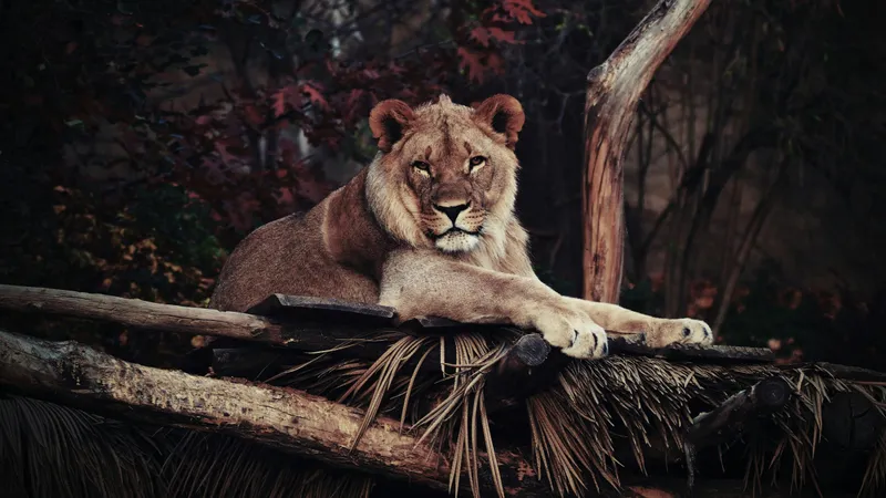 Какое животное самое сильное в мире