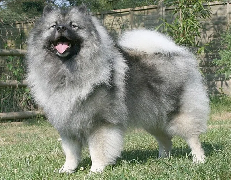 немецкий кеесхонд, фото - Новости Zakon.kz от 30.09.2025 11:44