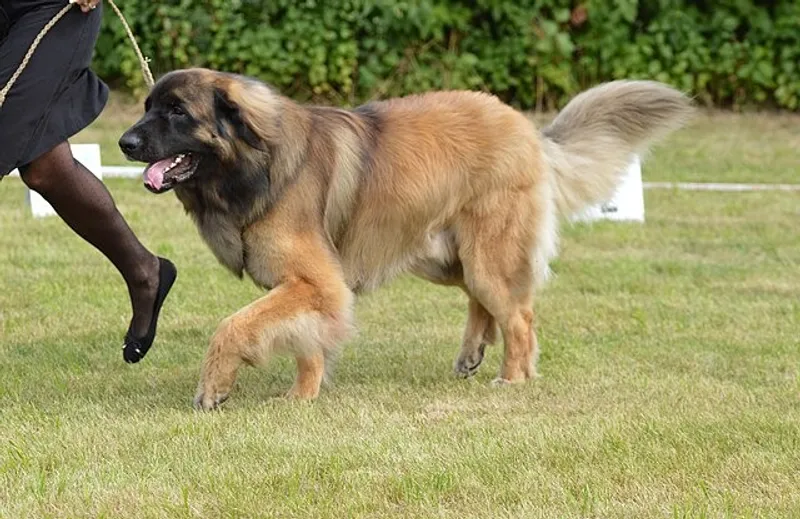 леонбергер, фото - Новости Zakon.kz от 30.09.2025 11:44