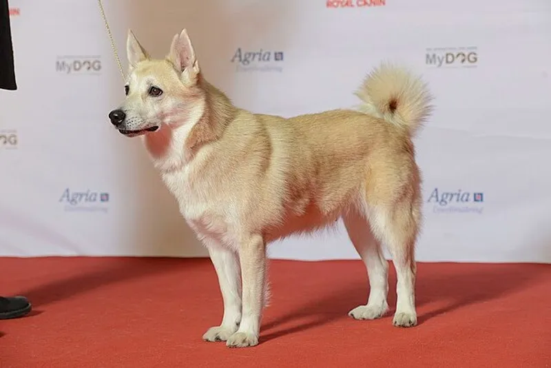 норвежский бухунд, фото - Новости Zakon.kz от 30.09.2025 11:44