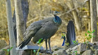 американец съел павлинов, фото - Новости Zakon.kz от 30.09.2025 19:14