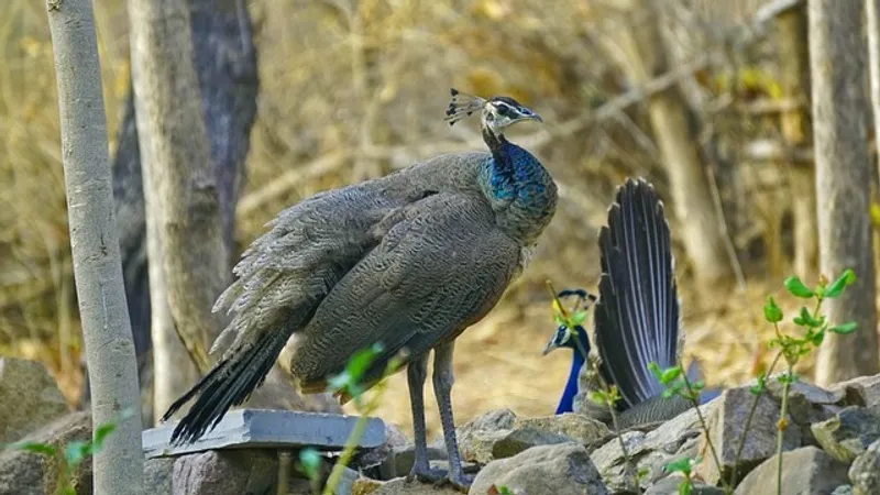 Реальный срок грозит американцу за то, что съел павлинов из-за конфликта с соседкой