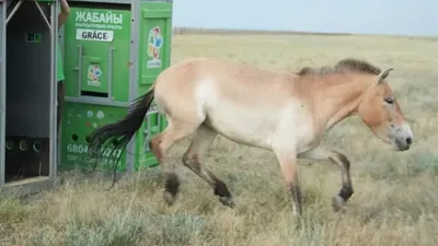 лошади, природа, экология, фото - Новости Zakon.kz от 30.09.2025 16:04