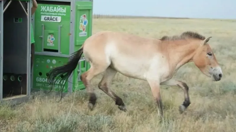 40 исчезающих из природы лошадей Пржевальского привезут в Казахстан