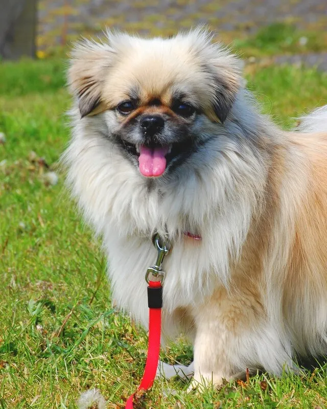 тибетский спаниель, фото - Новости Zakon.kz от 30.09.2025 11:44