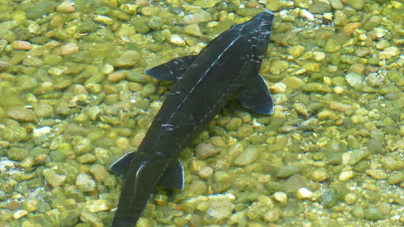 Утверждена Методика определения платы за пользование видами рыб и других водных животных