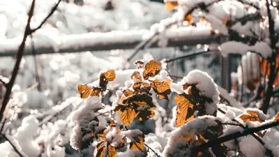 снег, желтые листья, фото - Новости Zakon.kz от 01.10.2025 16:59