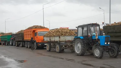 Жетысу, свекла, урожай, фото - Новости Zakon.kz от 01.10.2025 17:33
